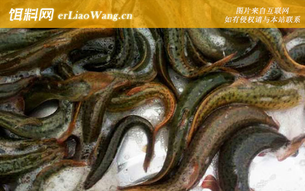 泥鳅:养殖风险