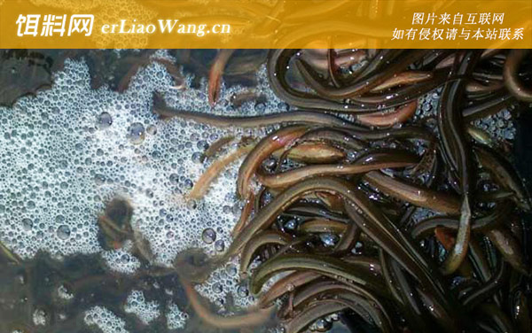 泥鳅:水质管理