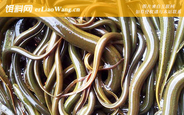 泥鳅黄鳝高效养殖技术-养殖模式