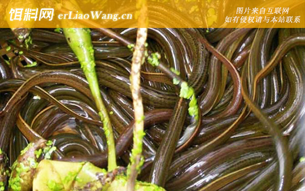 泥鳅和黄鳝能混养吗-养殖模式