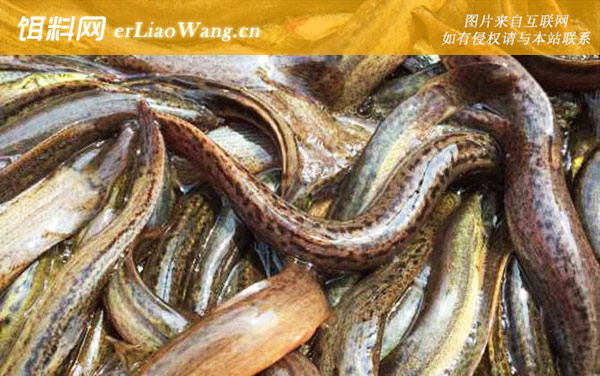 泥鳅:鱼种定义