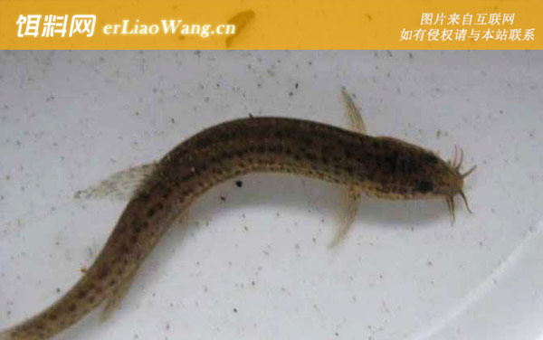 泥鳅:饲料投喂