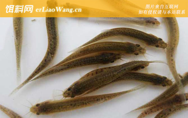 泥鳅:栖息环境