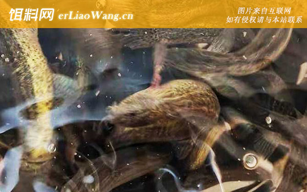 泥鳅:鱼种定义
