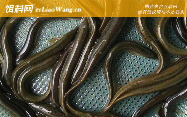 养泥鳅:管理问题