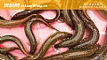 《野生泥鳅和养殖泥鳅的区别》封面图