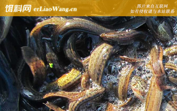 养泥鳅:市场风险比较大