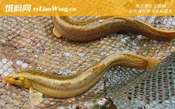 钓泥鳅:生活习性