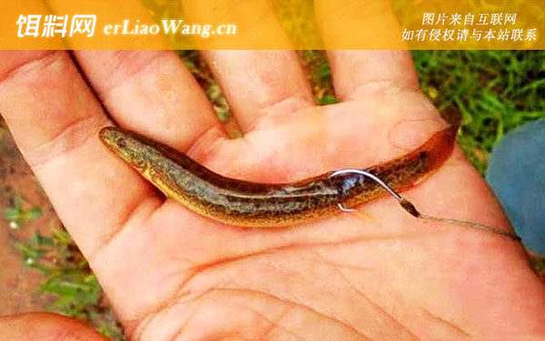 泥鳅钓鱼:破坏水体