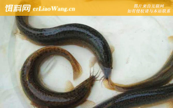 钓泥鳅:钓具搭配