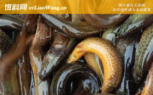 钓泥鳅:饵料配方