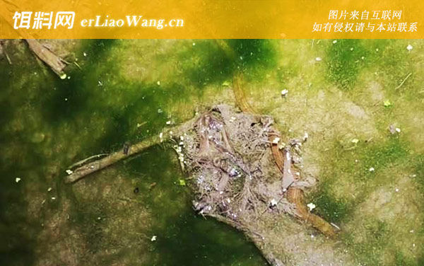 抓回来的野生黄鳝怎么养-水质条件