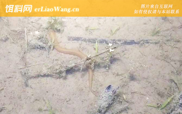 抓回来的野生黄鳝怎么养-饲料投喂