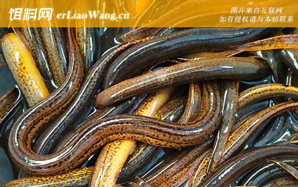 黄鳝:寄生虫种类