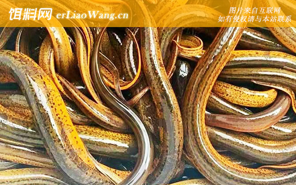 黄鳝:常见寄生虫