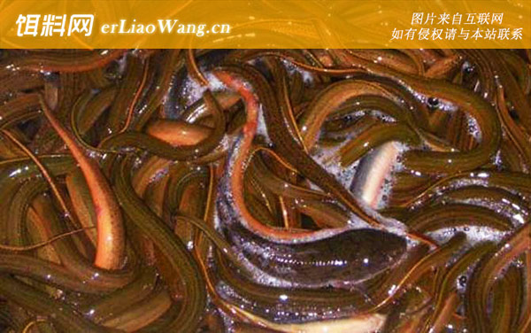 黄鳝:食用价值