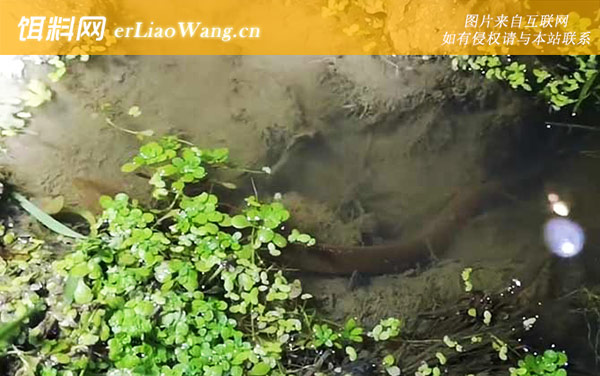 山黄鳝:分布范围