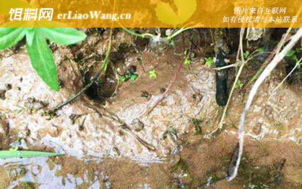 山黄鳝:生活习性