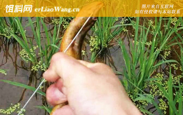 钓黄鳝:鱼钩制作