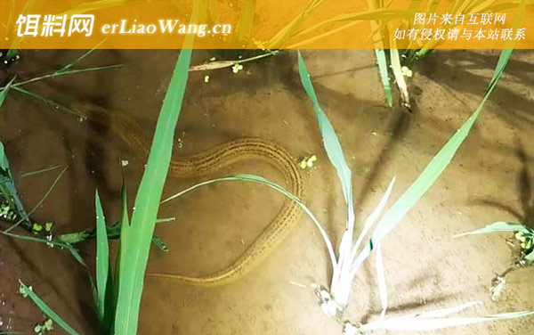 钓黄鳝:作钓技巧