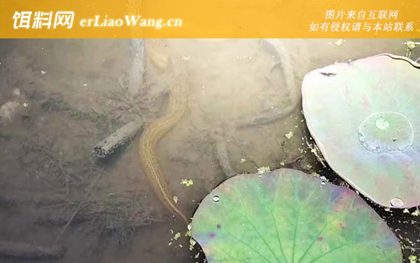 钓黄鳝:钓鳝工具