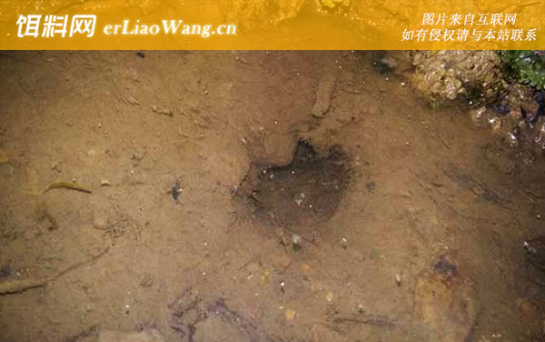 钓黄鳝:作钓技巧