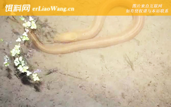 捕黄鳝饵料绝密配方大全-配方三