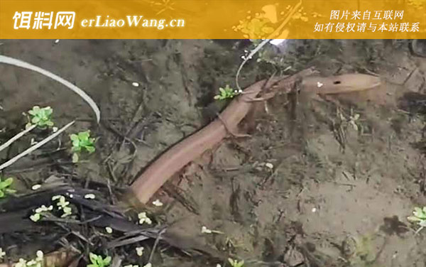 捕黄鳝饵料绝密配方大全-配方四