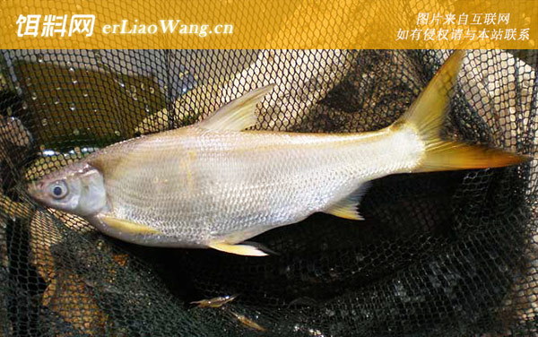 红尾鲴:分布范围