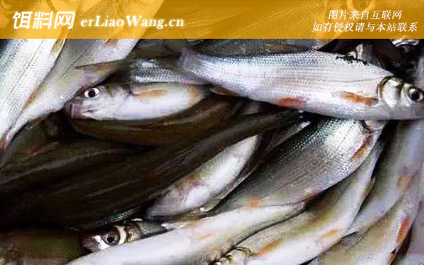 红尾鲴:生活习性