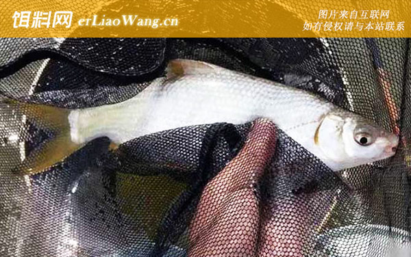 黄尾鱼:生活习性