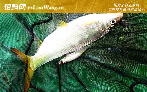 黄尾鱼学名叫什么-同属鱼种