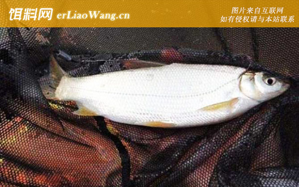 黄尾鱼:食用价值