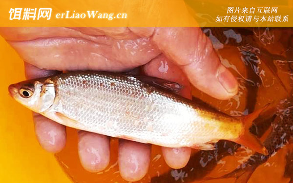 黄尾鱼好吃吗-同属鱼种