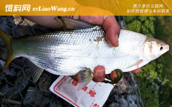 黄尾鱼:产地分布