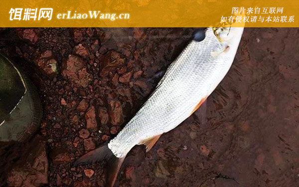 黄尾鱼:生活习性