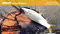 《黄尾鱼能长多大?》封面图