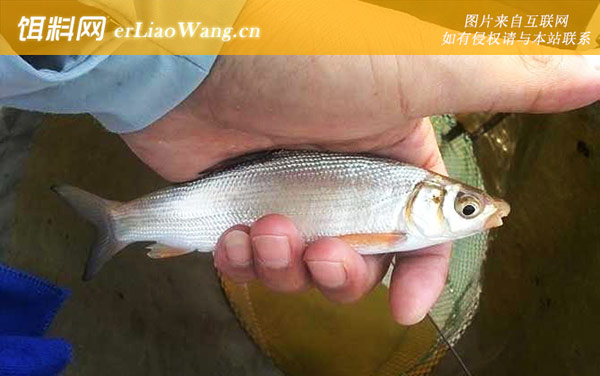 黄尾鱼:产地分布