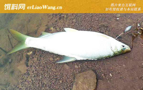 黄尾鱼:生活习性