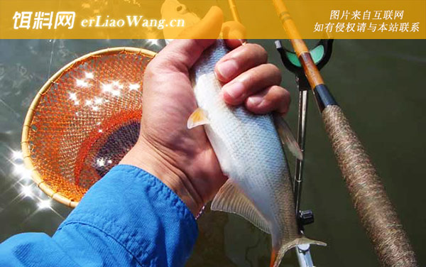 红尾鱼:分布范围