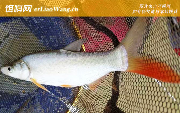 红尾鱼是什么鱼-生长习性
