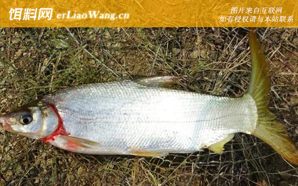 红尾鱼:分布范围