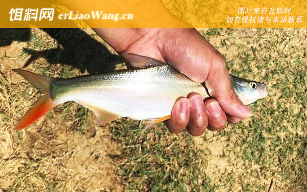 红尾鱼:生活习性