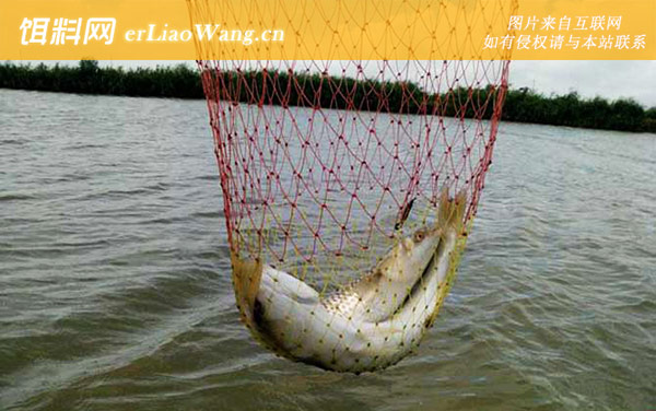 土鲮鱼:分布范围