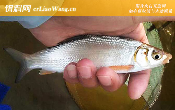 青尾鱼:产地分布