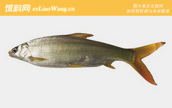 钓鲴鱼:钓具搭配