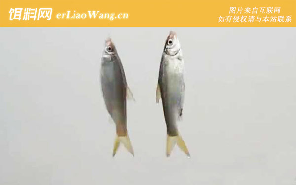 钓鲴鱼:窝料选用