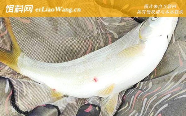 钓鲴鱼:调漂方法