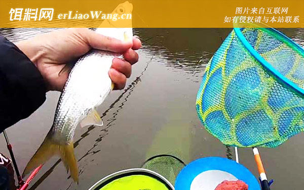 钓鲴鱼:调漂方法