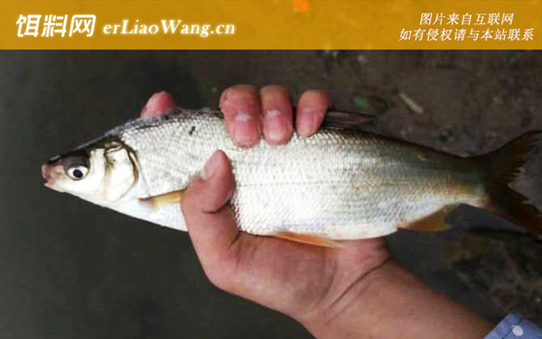 钓黄尾鱼:作钓技巧